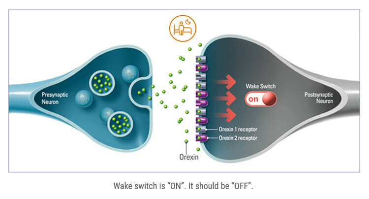 Awake neurons