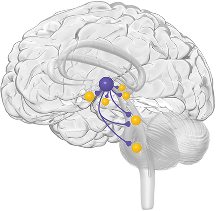 Brain Icon